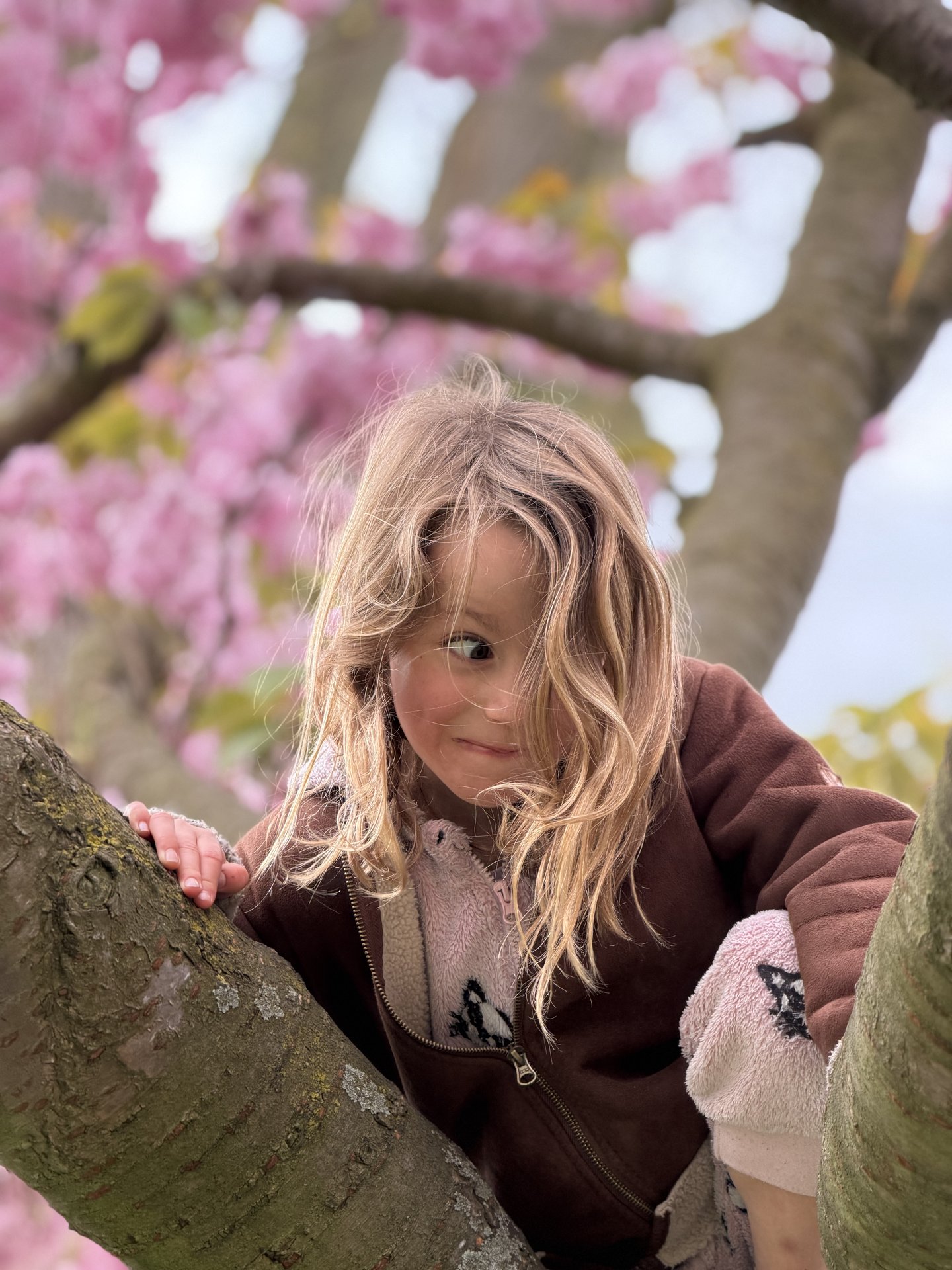 A young child with blonde hair is playfully perched in a tree, surrounded by vibrant pink cherry blossoms